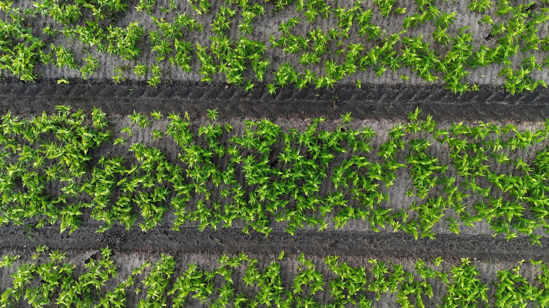 Frische Grüne Reihen In Drenthes Frühlingsfeldern
