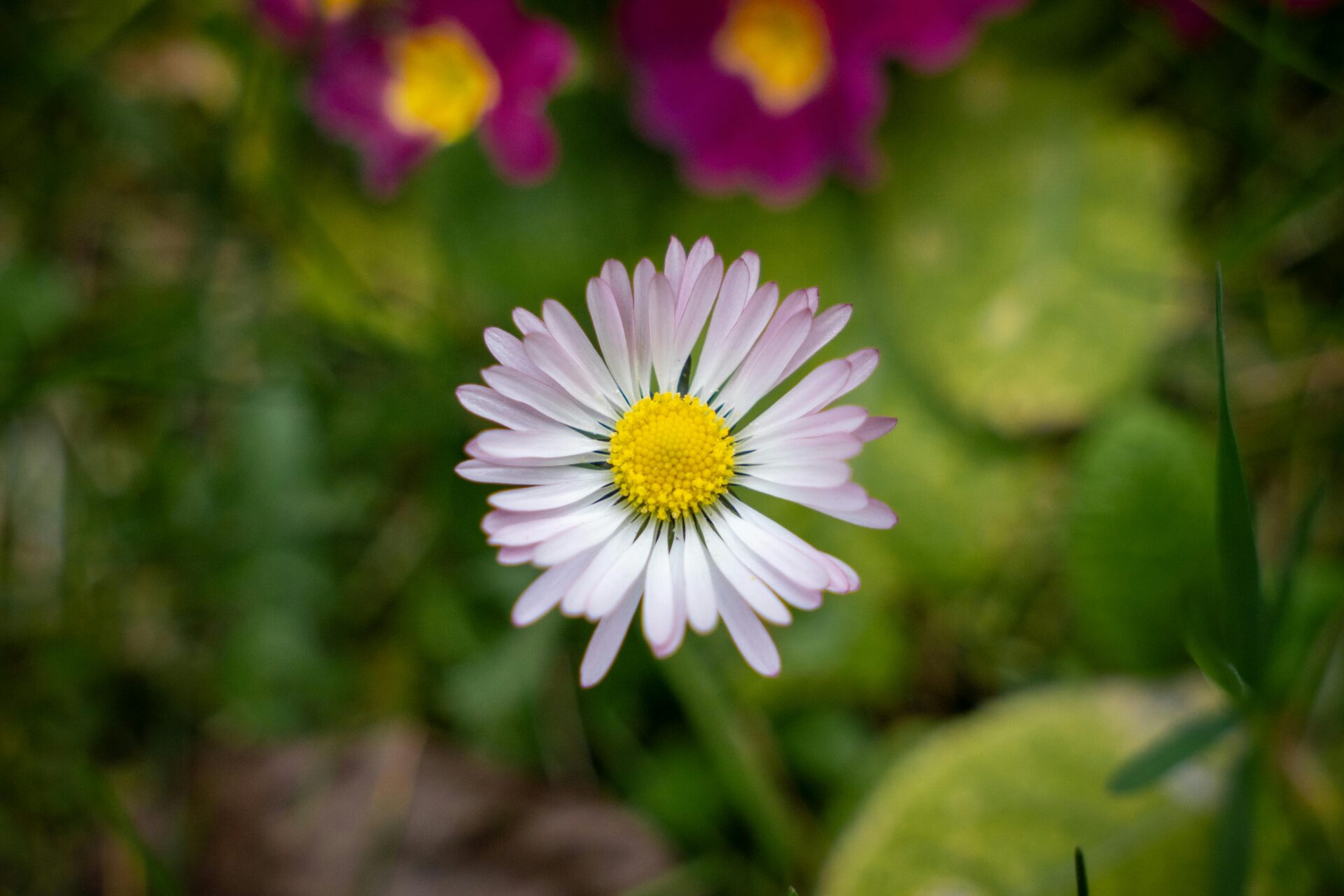 Kostenloses Stock Foto zu bellis perennis, beruhigend, blühen