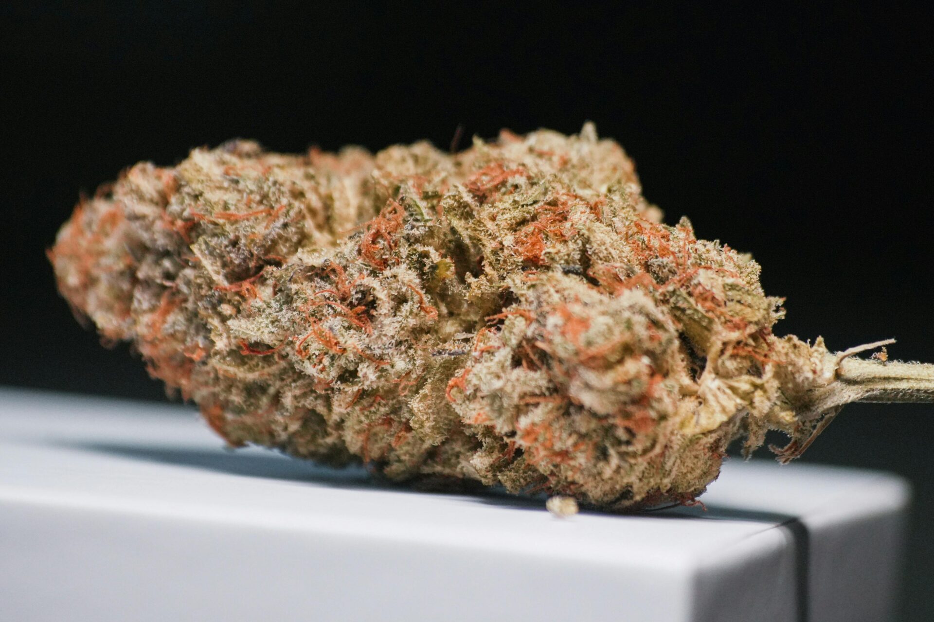 Eine detaillierte Nahaufnahme einer Cannabisblüte mit Trichomen vor einem weiÃen Hintergrund.