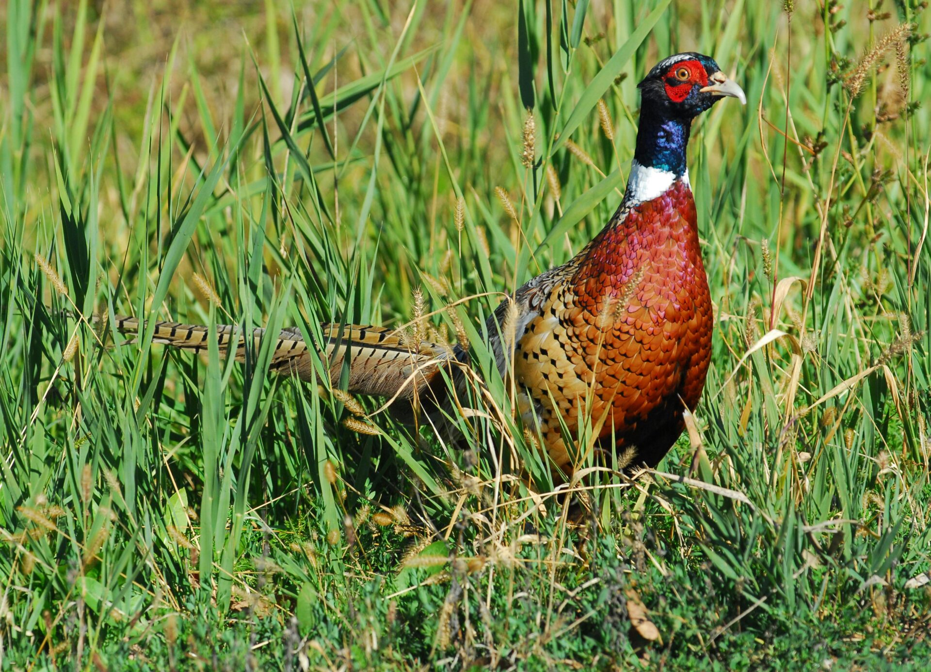 Farbenprächtiger Ringfasan im Gras in Fort Edward, New York.